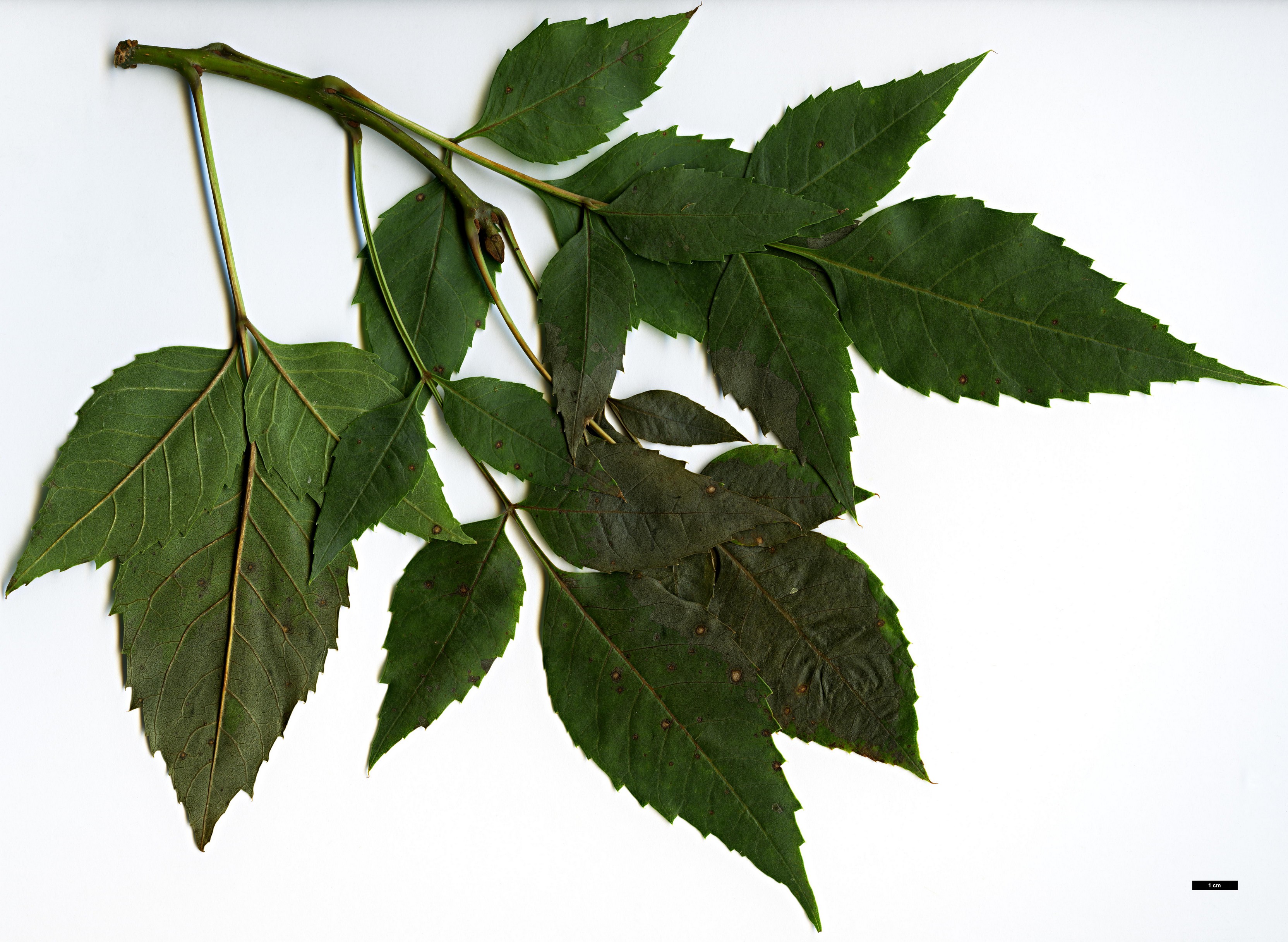 High resolution image: Family: Oleaceae - Genus: Fraxinus - Taxon: angustifolia - SpeciesSub: subsp. syriaca